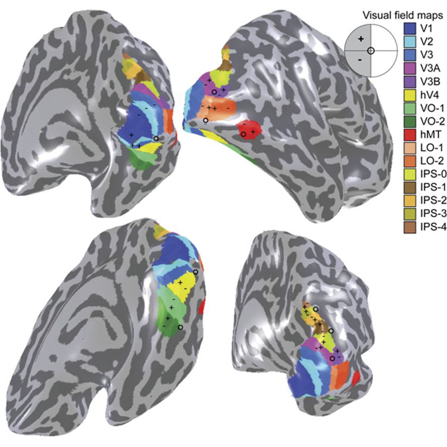 A visual field map of the primary visual cortex and the numerous extrastriate areas.