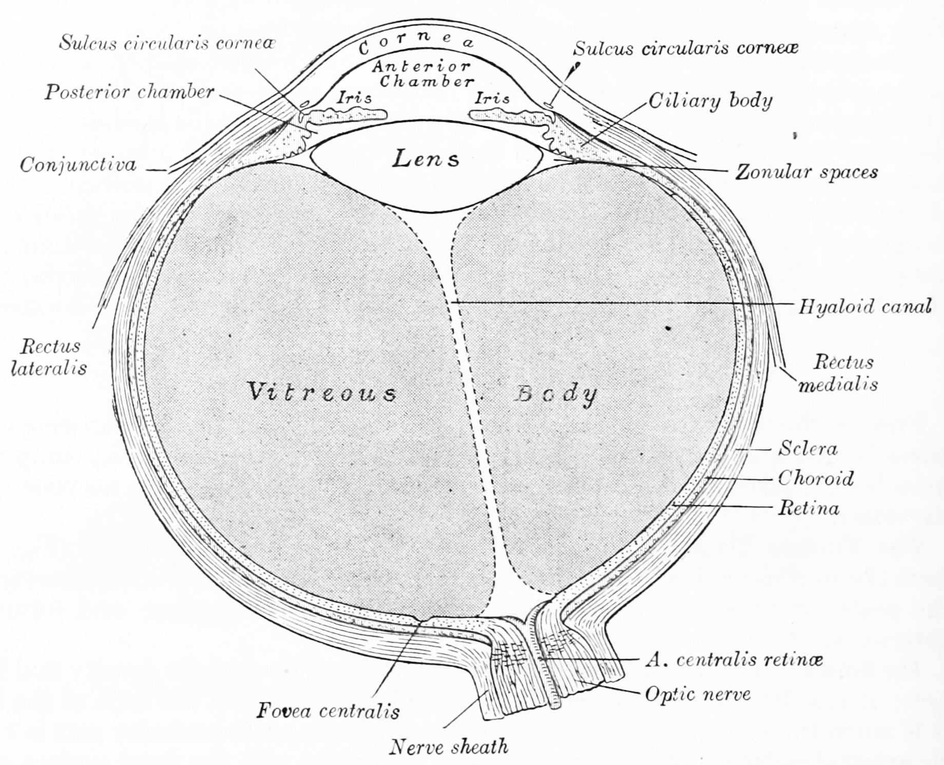 Horizontal section of the human eyeball. From Gray Henry, Anatomy of the Human Body. 20th Edition, Lea & Febiger, Philadelphia & New York, 1918