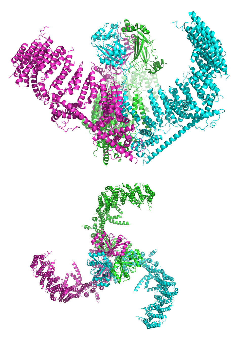 A cartoon representation of the mechanosensitive Piezo1 channel in side and top view. PDB 5Z10, rendered with open source molecular visualization tool PyMol.