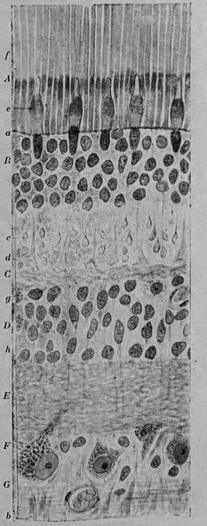 Vertical section of the adult human retina. Carmine and Nissl stain. A, Photoreceptor layer. B, Cell bodies of the photoreceptors. C, Outer plexiform layer. D, Internal granule layer. E, Internal plexiform layer. F, Ganglion cell layer. G, Ganglion cell axons. a, external limiting membrane. b, internal limiting membrane. c, Spherical endfeet of the rod photoreceptors. d, endfeet of the cones. e. a, cone. f, a rod g, horizontal cells. h, amacrine cells. Fig. 188 from Histologie du système nerveux de l’homme & des vertébrés (1909) by Santiago Ramón y Cajal translated from Spanish by Dr. L. Azoulay.