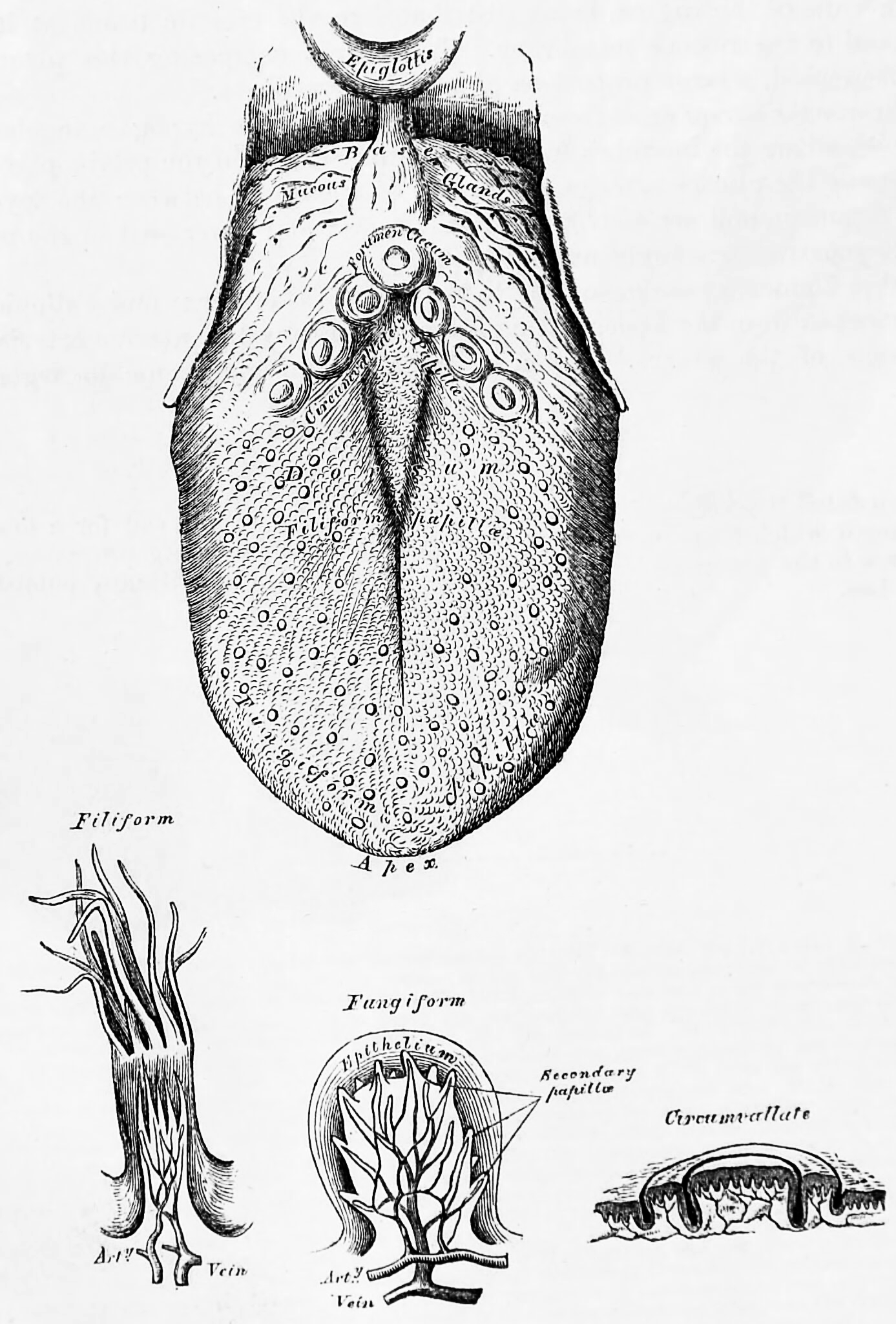 The human tongue and three kinds of papillae magnified. Bottom left to right: filiform, fungiform and circumvallate papillae. From Gray, Henry: Anatomy Descriptive And Surgical. 7th Edition, Longmans, Green, And Co., London, 1875