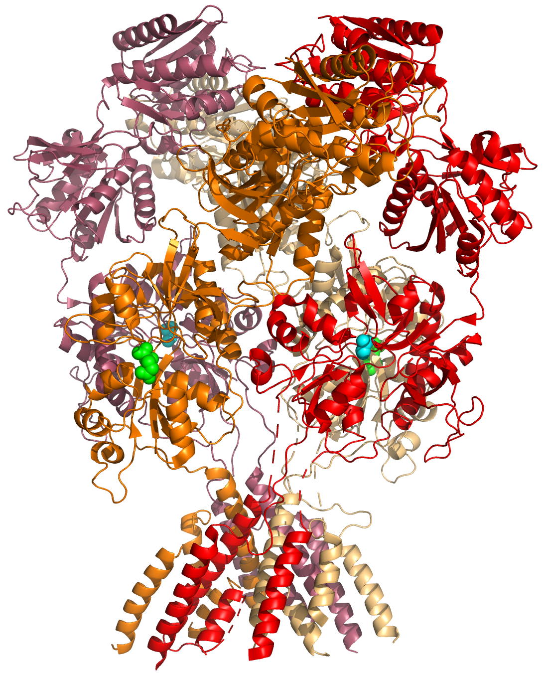 A cartoon representation of the atomic structure of the GluN1a/GluN2B N-Methyl-D-aspartate (NMDA) receptor subtype of the family of ionotropic glutamate receptors. The agonist glutamate (green spheres) is bound to the GluN2B subunit, the co-agonist glycine is bound to the GluN1A subunit. Data from PDB 4PE5, rendered with open source molecular visualization tool PyMol.