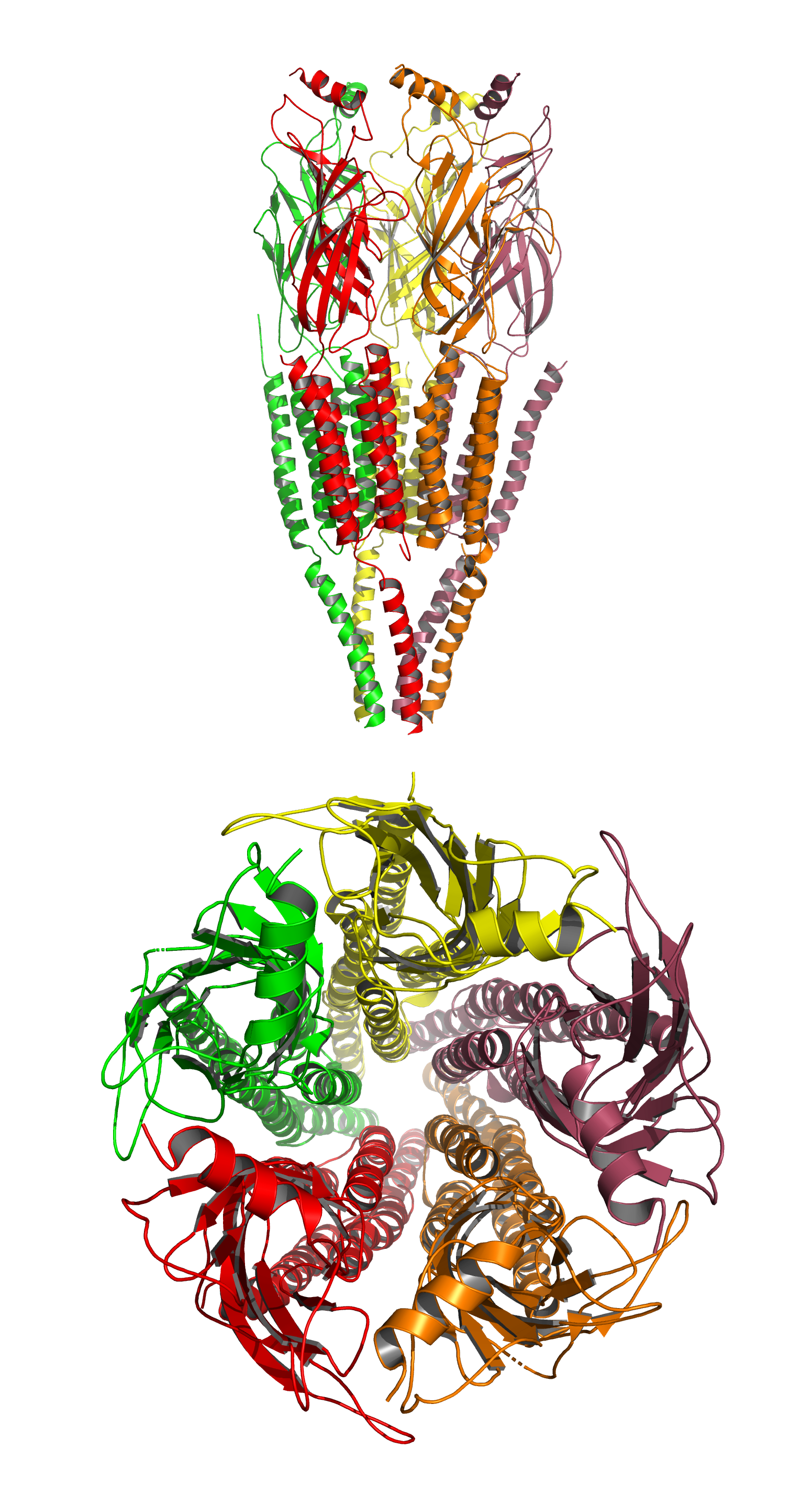 A cartoon representation of the atomic structure of the the nicotinic acetylcholine receptor from the electric ray Torpedo marmorata at 4Å resolution. Data from PDB 2BG9, rendered with open source molecular visualization tool PyMol.