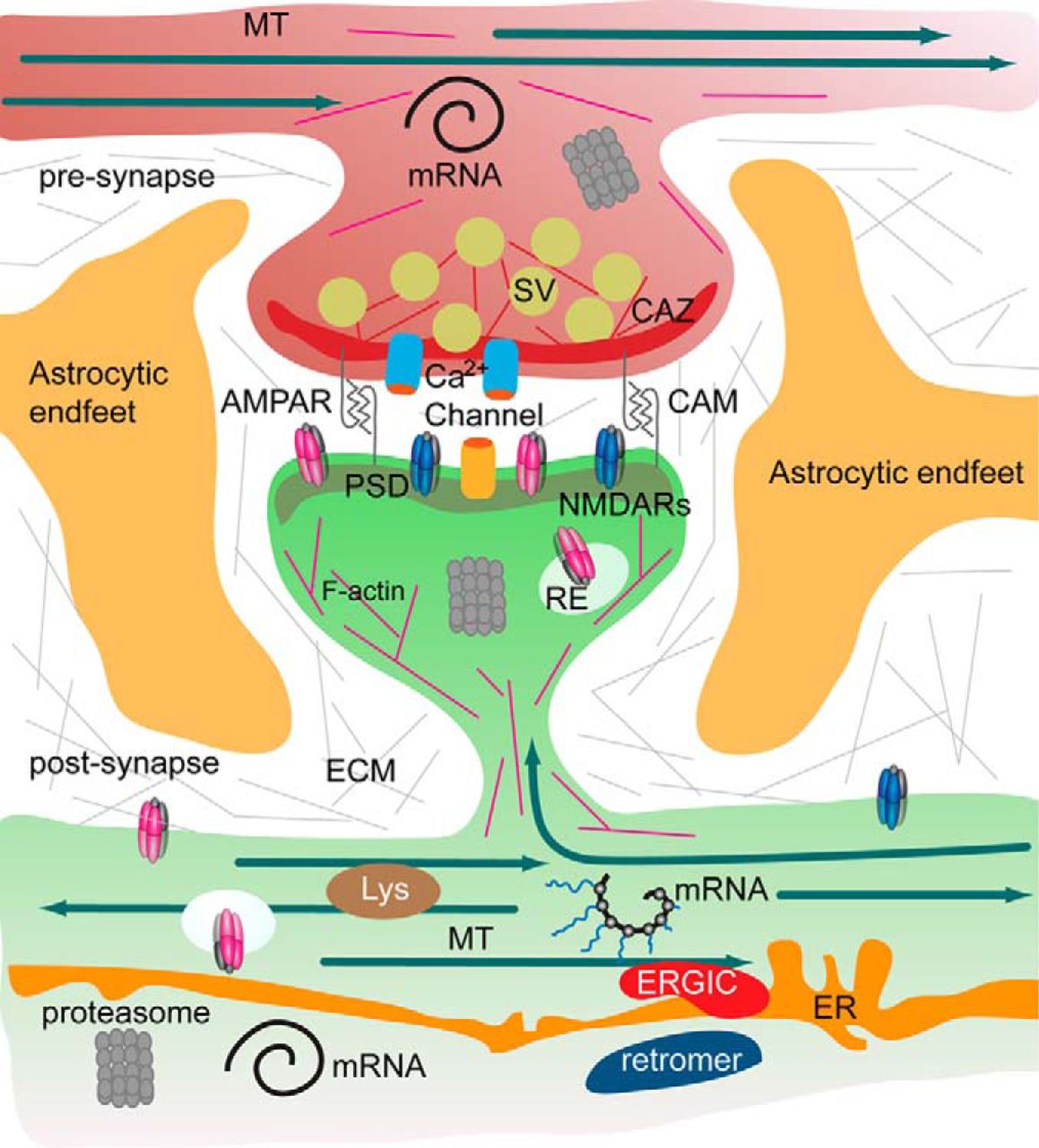 The tetrapartite synapse of principal neurons in the forebrain, consisting of the pre- and postsynaptic compartment, astrocytic endfeet, and the extracellular matrix has a tightly regulated protein composition. A microsceretory system is present in synapses and dendrites that allows for translation of mRNA, local synthesis of, processing and insertion of transmembrane proteins. Hence the turnover of the synaptic protein machinery is controlled by local and somatic de novo protein synthesis, protein degradation by the ubiquitin proteasome system, lysosomes and autophagosomes. In addition, the association of proteins with pre- and postsynaptic compartments is highly dynamic. Molecular machineries and organelles for proteostasis are shared between synapses in dendritic segments. Proteins are transported in and out of the synapse as well as by diffusion of transmembrane proteins. These processes govern the activity-dependent assembly of the pre- and postsynaptic scaffold and the synaptic surface expression of receptors, calcium channels and cell adhesion molecules. Abbreviations: CAM, cell adhesion molecules; CAZ, cytomatrix at the active zone; ECM, extracellular matrix; ER, endoplasmatic reticulum; ERGIC, endoplasmatic reticulum Golgi intermediate compartment; MT, microtubules; PSD, postsynaptic density; RE, recycling endosomes; Lys, lysomes; SV, synaptic vesicle. From Proteomics of the Synapse – A Quantitative Approach to Neuronal Plasticity Daniela C. Dieterich, Michael R. Kreutz Molecular & Cellular Proteomics February 1, 2016, First published on August 25, 2015, 15 (2) 368-381; DOI: 10.1074/mcp.R115.051482