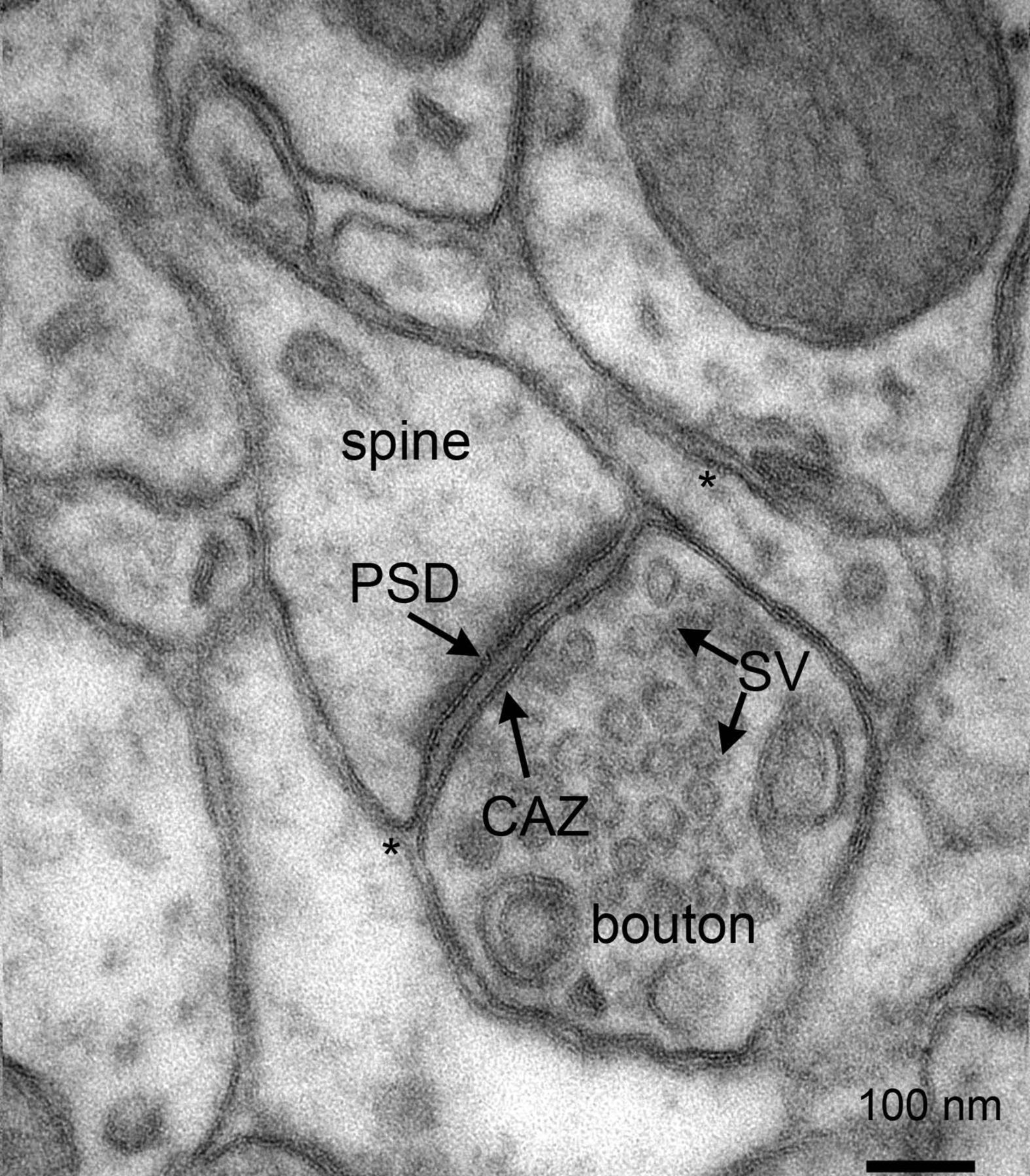 Electron micrograph of rat cortex showing multiple pre- and postsynaptic structures, as well as astrocytic endfeet (*) in close contact with synapses. Note the presence of numerous synaptic vesicles in the presynaptic boutons. CAZ, cytomatrix at the active zone; PSD, postsynaptic density; SV, synaptic vesicles. Scalebar: 100 nm. From Proteomics of the Synapse – A Quantitative Approach to Neuronal Plasticity Daniela C. Dieterich, Michael R. Kreutz Molecular & Cellular Proteomics February 1, 2016, First published on August 25, 2015, 15 (2) 368-381; DOI: 10.1074/mcp.R115.051482