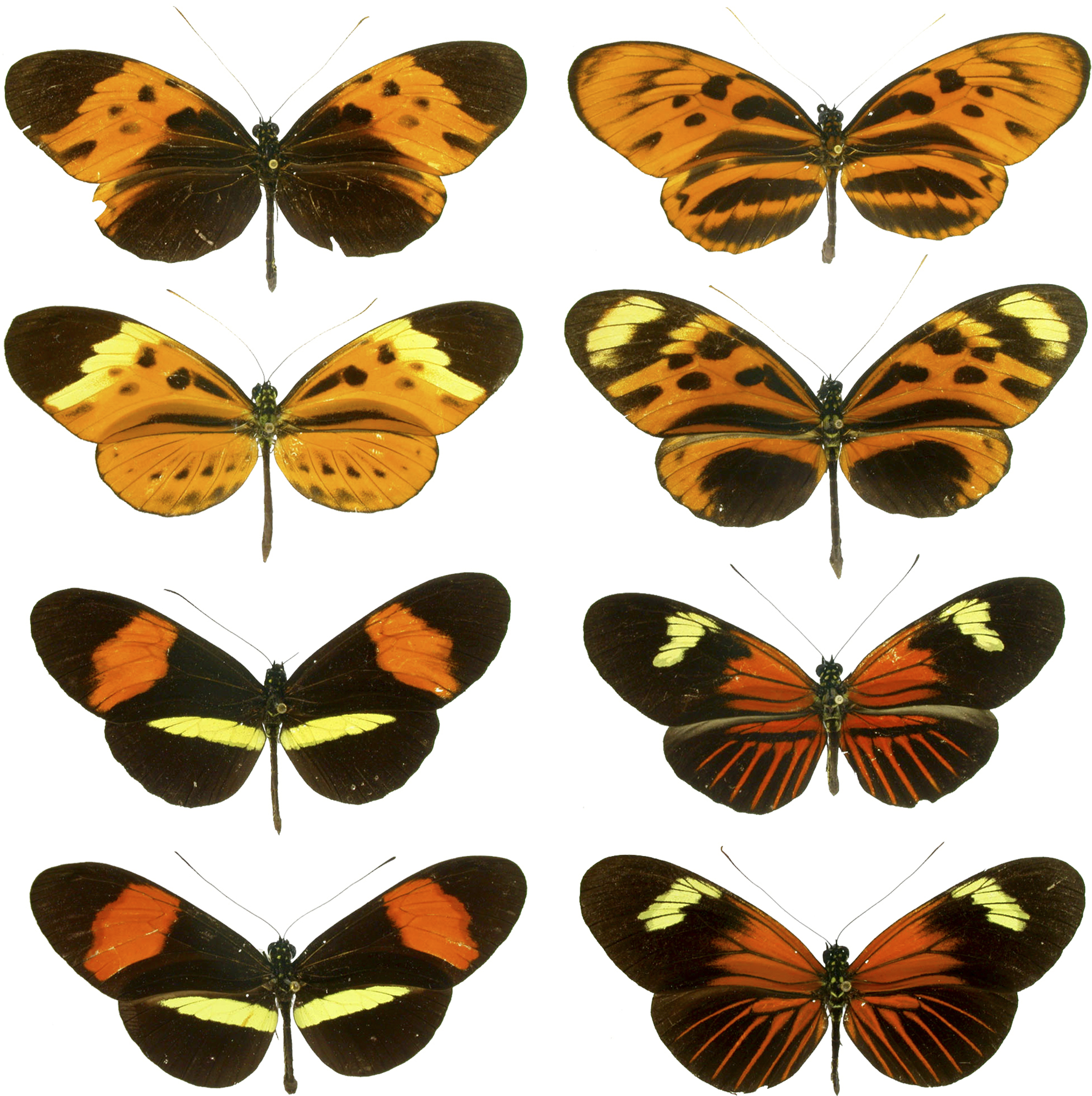 The butterfly genus Heliconius contains many similar species.