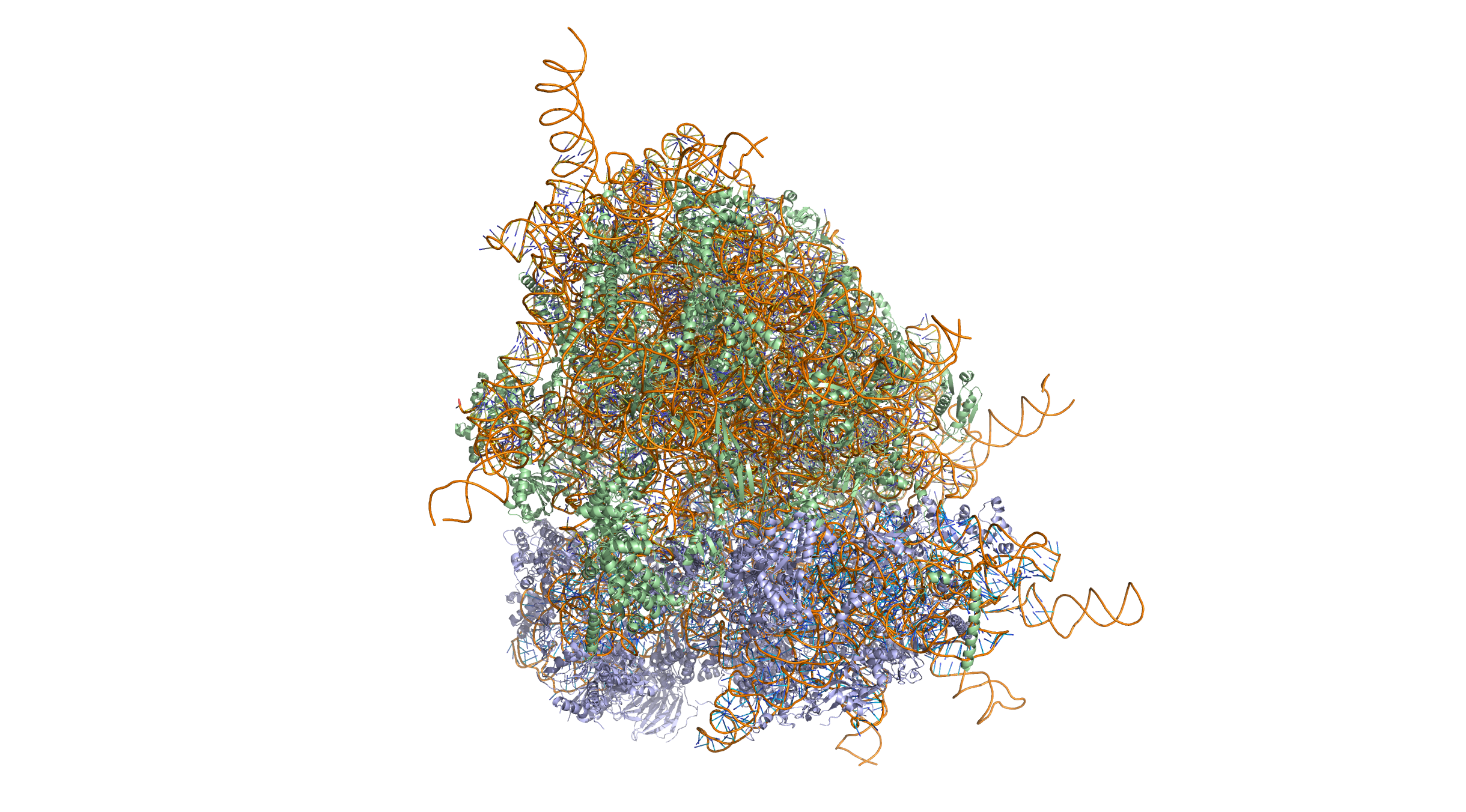 Crystal structure of the human 80S ribosome (based on atomic coordinates of PDB 4V6X rendered with open source molecular visualization tool PyMol). The 40S (small) ribosomal subunit proteins are shown in lightblue, the 60S (large) subunit proteins in palegreen, the ribosomal RNA in orange.