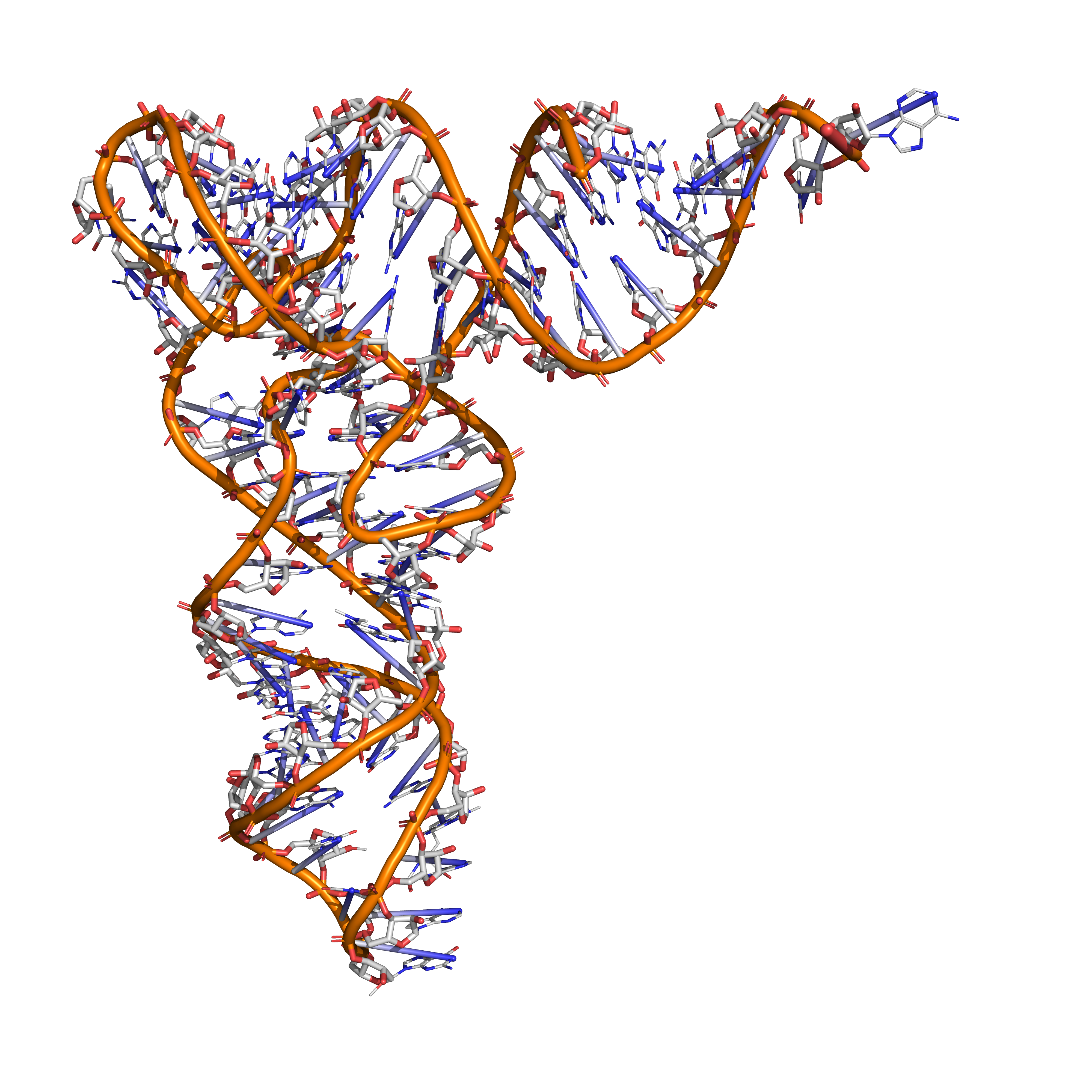 Tertiary structure of tRNA (based on atomic coordinates of PDB 1ehz rendered with open source molecular visualization tool PyMol.)