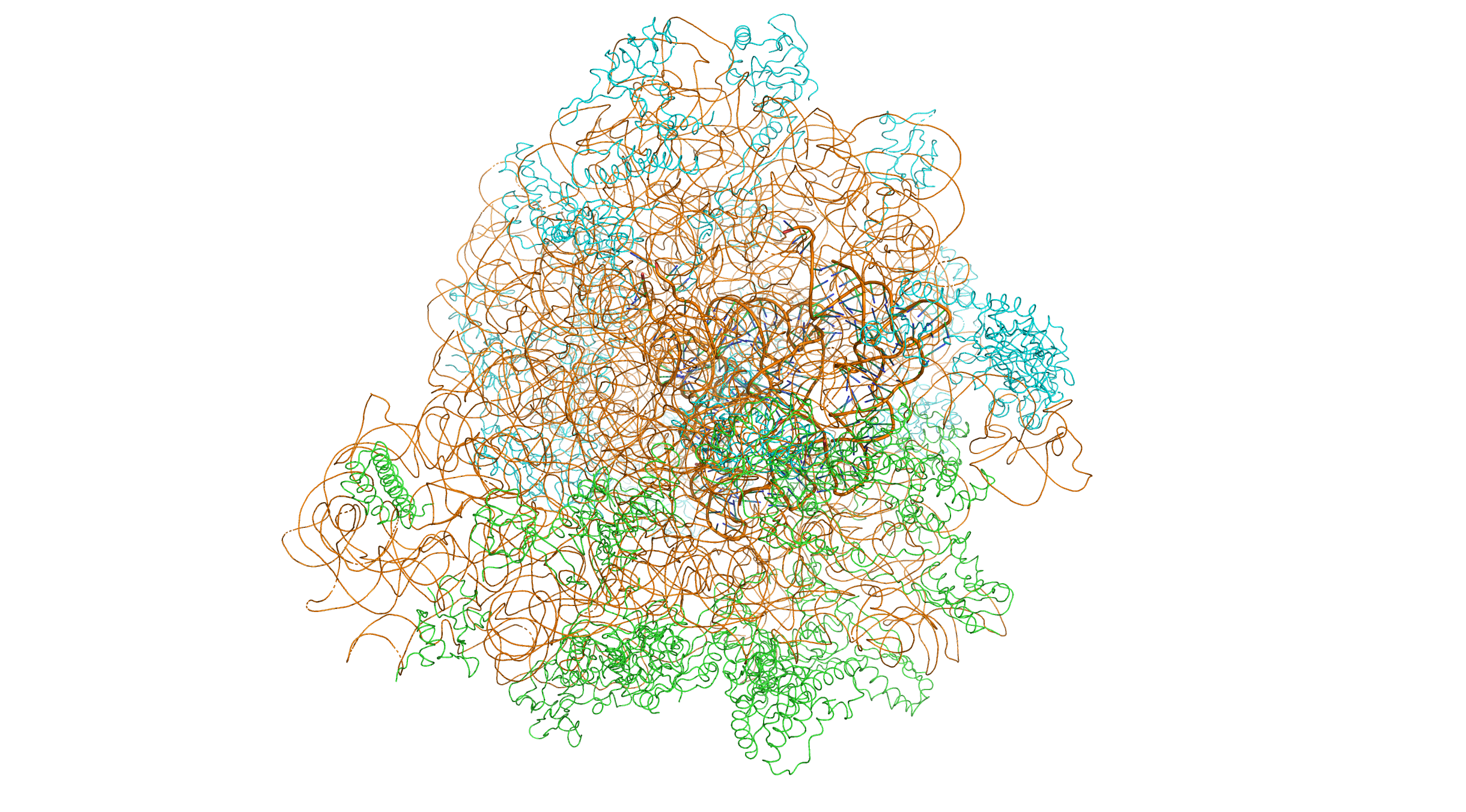 Crystal structure of the bacterial 70S ribosome of the bacterium Thermus thermophilus. The 30S (small) ribosomal subunit proteins are colored in green, the 50S (large) subunit proteins are colored in blue, the ribosomal RNA is colored orange. The 30S subunits contains 3 tRNA molecules (based on atomic coordinates of PDB 1JGQ and PDB 1GIY rendered with open source molecular visualization tool PyMol.)