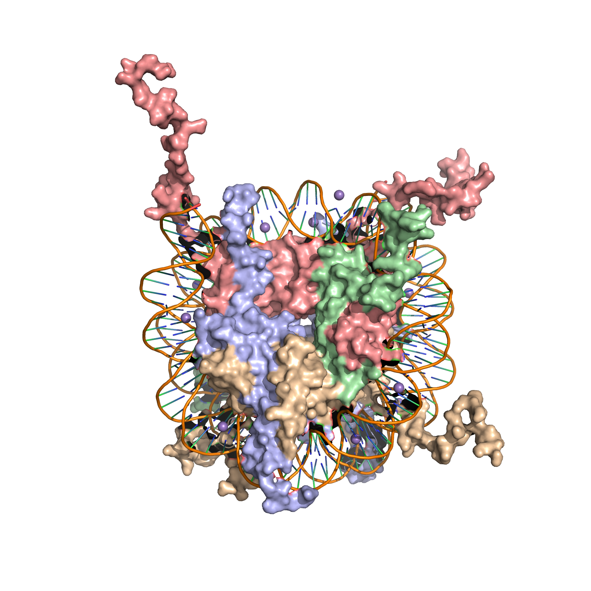 X-Ray crystal structure of the nucleosome core particle consisting of H2A (lightblue), H2B (wheat), H3 (salmon) and H4 (palegreen) core histones, and DNA. Structure of the nucleosome core particle, NCP147, at 1.9 A resolution. Top: view is from the top through the superhelical axis. Bottom: side view.