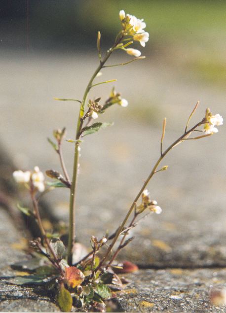 The thale cress Arabidopsis thaliana.