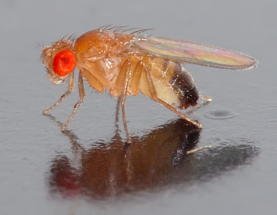 The fruit fly Drosophila melanogaster.