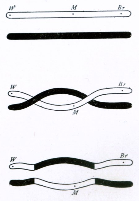 Thomas Hunt Morgan’s 1916 illustration of a double crossover between chromosomes.