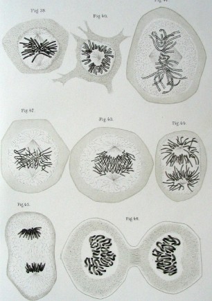 Walther Flemming’s 1882 diagram of eukaryotic cell division. Chromosomes are copied, condensed, and organized. Then, as the cell divides, chromosome copies separate into the daughter cells.