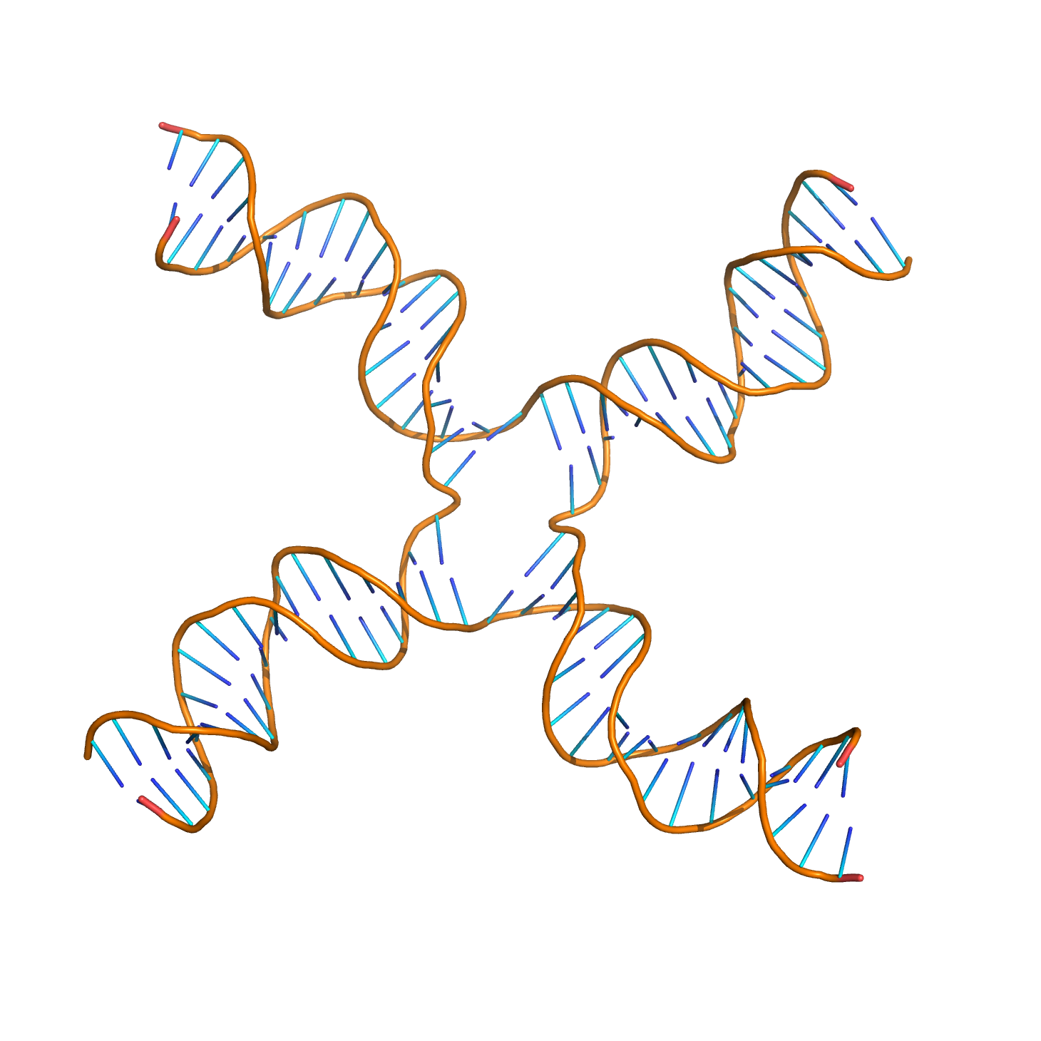 Molecular structure of a Holliday junction (based on atomic coordinates of PDB 3CRX) rendered with open source molecular visualization tool PyMol.)