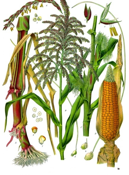 Maize: (A) Lower part of the plant (B) top of plant with male inflorescense (C) middle of plant with female inflorescenses (D) ear/cob: (1) two pollen grains of a male inflorescense (3, 4) female flowers (5) female flowers with stigma (6) fruit bottom view (7) fruit side view (8) fruit cross-section views