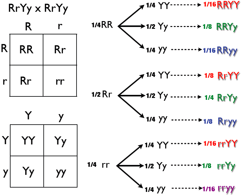 The forked line method.