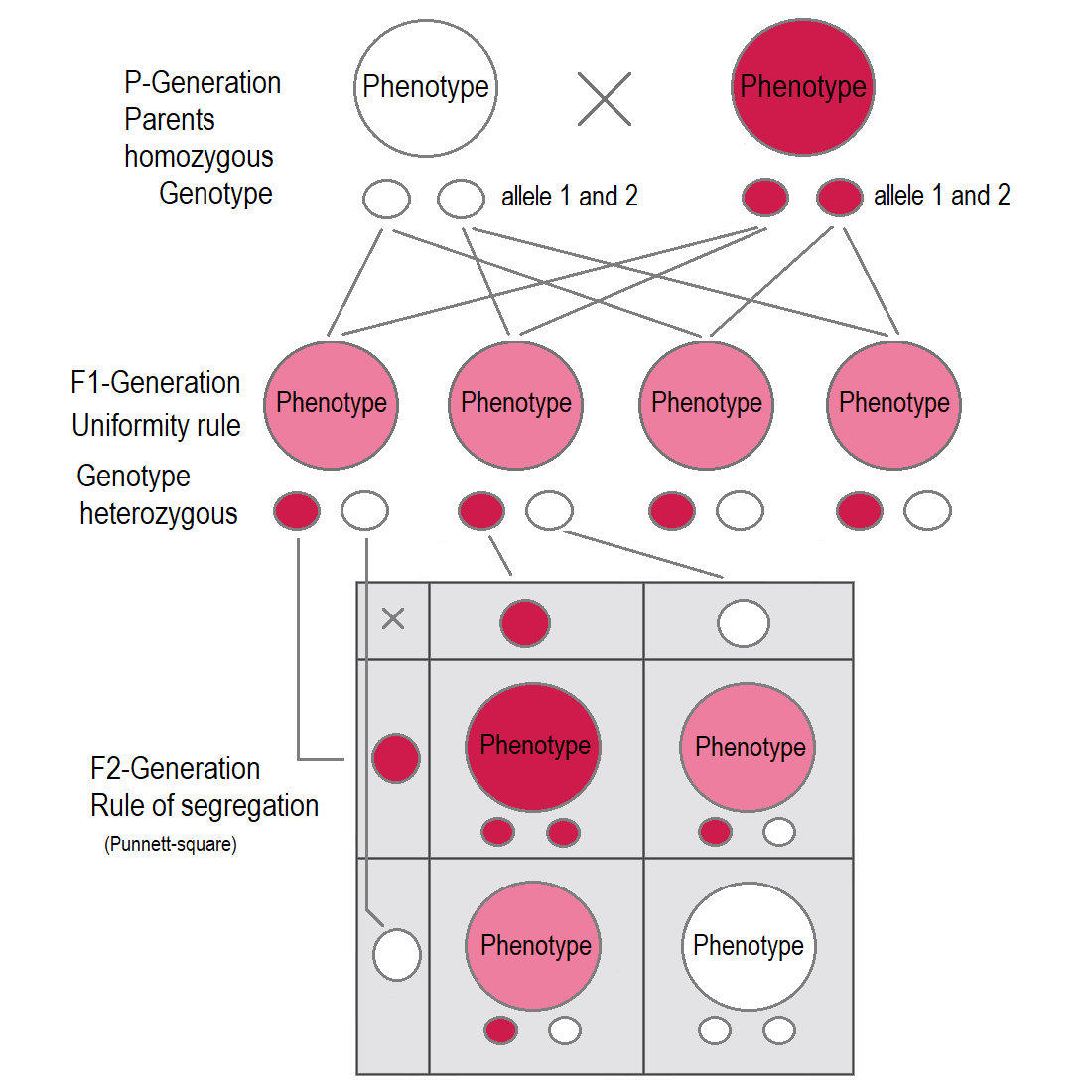 In Mirabilis jalapa and Antirrhinum majus are examples for intermediate inheritance. As seen in the F1-generation, heterozygous plants have “light pink” flowers—a mix of “red” and “white”. The F2-generation shows a 1:2:1 ratio of red : light pink : white