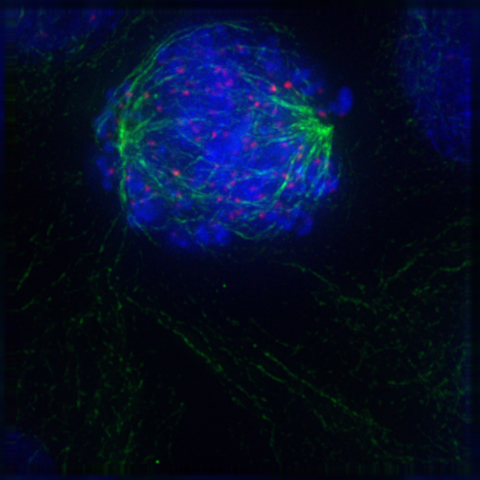 Early prometaphase: The nuclear membrane has just disassembled, allowing the microtubules to quickly interact with the kinetochores, which assemble on the centromeres of the condensing chromosomes.