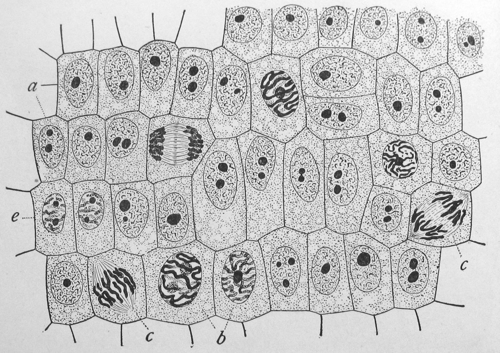 Onion (Allium cepa) root cells in different phases of the cell cycle (drawn by E. B. Wilson, 1900). General view of cells in the growing root-tip of the onion, from a longitudinal section, enlarged 800 diameters. a. non-dividing cells, with chromatin-network and deeply stained nucleoli; b. nuclei preparing for division (spireme-stage); c. dividing cells showing mitotic figures; e. pair of daughter-cells shortly after division.