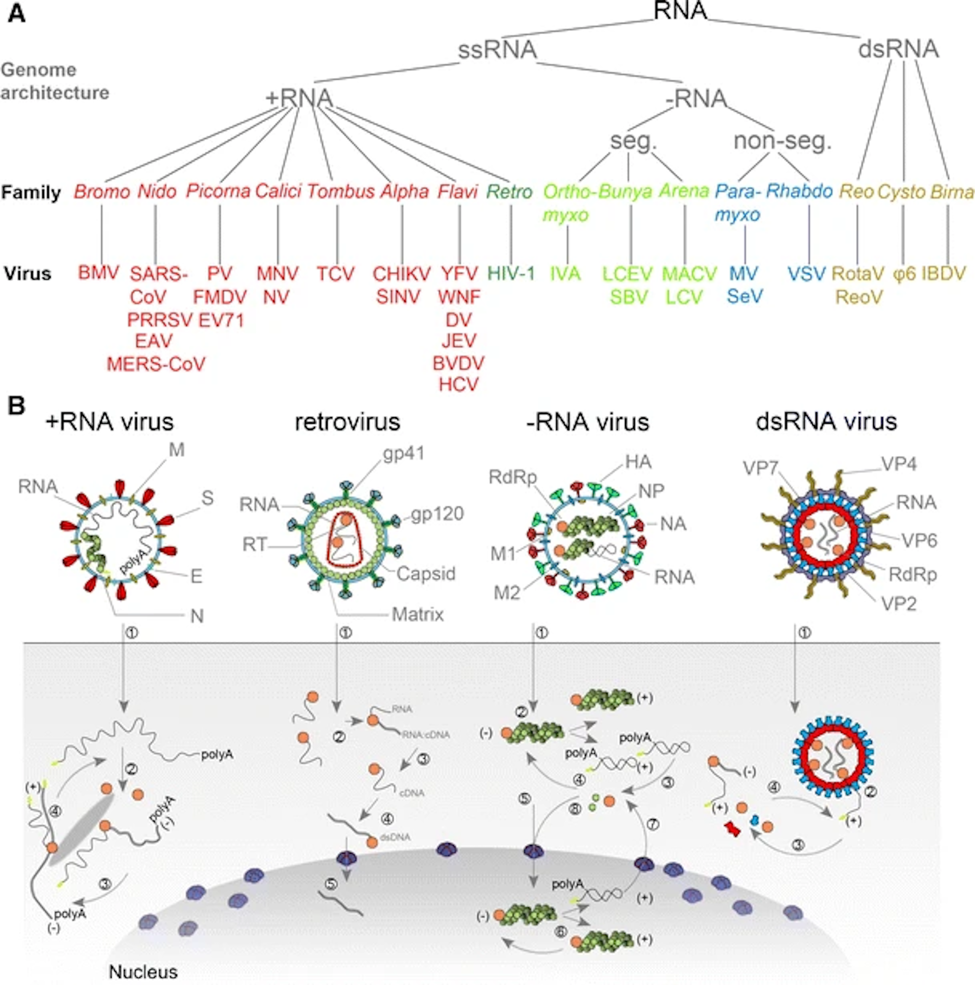 Taxonomy and replication strategies of RNA viruses. A) Simplified taxonomy of the genome architecture of the RNA viruses described in this review. See main text for used abbreviations. B) (+RNA virus) Infection with a +RNA virus—as exemplified here with a CoV-like virion—releases a single-stranded RNA genome into the cytoplasm (1). (2) Translation of the 5′-terminal open-reading frame of the genome produces the viral replicase. (3) This multi-enzyme complex includes RdRp activity (orange) and associates with intracellular membranes before −RNA synthesis commences. Newly synthesised −RNAs are subsequently used to produce new +RNAs (4), which are typically capped (yellow) and polyadenylated (polyA). (Retrovirus) HIV-1 genomes are packaged as ssRNA in virions. When the ssRNA is released (1) a cDNA copy is synthesised by the RT (2). The RNA is next degraded by the intrinsic RNase H activity in the RT (3) and the single stranded cDNA converted to dsDNA (4). The dsDNA is imported in the nucleus (5) for integration into the host’s genetic material. (−RNA virus) (1) As illustrated here with an IAV-like particle, infection with an −RNA virus releases a viral RNA genome that is associated with a viral polymerase (orange) and nucleoprotein (green). (2) In the case of non-segmented −RNA viruses, these complexes support transcription to produce viral mRNAs or cRNAs. (3) Viral mRNAs are next translated and new viral proteins complex with cRNAs to synthesise new vRNAs. (5) The vRNA-containing complexes of some segmented −RNA viruses are imported into the nucleus of the host cell, where (6) the RdRp produces mRNAs or cRNAs. (7) mRNAs are transported to the cytoplasm, while cRNAs are bound by new viral proteins to form cRNPs for −RNA synthesis. (dsRNA virus) Fully duplexed RNA genomes lack cap and polyA elements. (1) The RdRp (orange), therefore, transcribes the viral genome inside the capsid of the virion (blue and red), so viral mRNAs can be (2) released into the cytoplasm as illustrated here with a rotavirus-like virion. In the cytoplasm the mRNA is translated (3) or replicated by newly synthesised viral RdRps (4)]