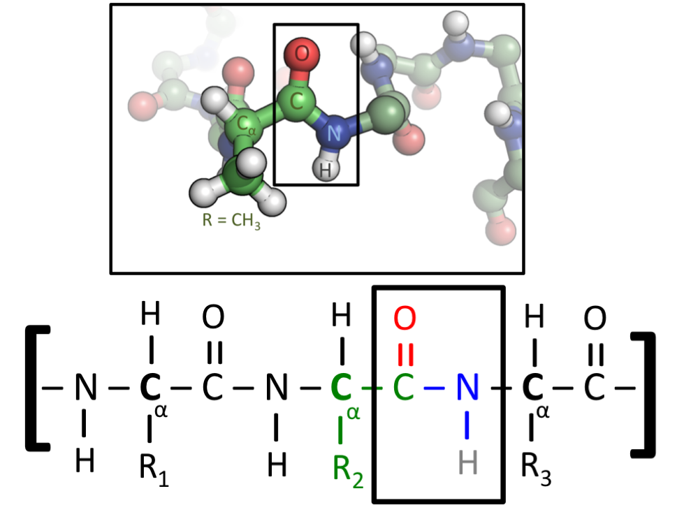 Chemical structure of the peptide bond (bottom) and the three-dimensional structure of a peptide bond between an alanine and an adjacent amino acid (top/inset). The bond itself is made of the CHON elements.