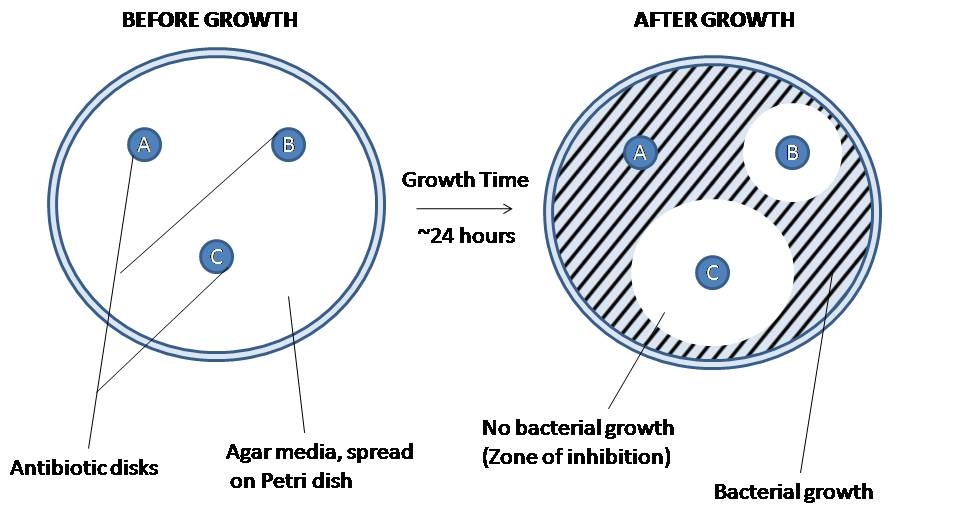 The disk diffusion agar method tests the effectiveness of antibiotics on a specific microorganism. An agar plate is first spread with bacteria, then paper disks of antibiotics are added. The bacteria is allowed to grow on the agar media, and then observed. The amount of space around each antibiotic plate indicates the lethality of that antibiotic on the bacteria in question. Highly effective antibiotics (disk C) will produce a wide ring of no bacterial growth, while an ineffective antibiotic (disk A) will show no change in the surrounding bacterial concentration at all. The effectiveness of intermediate antibiotics (disk B) can be measured using their zone of inhibition. This method is used to determine the best antibiotic to use against a new or drug-resistant pathogen.