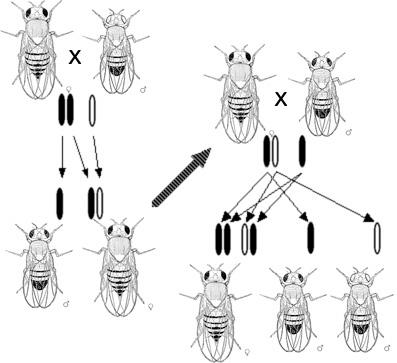 Morgan’s observation of sex-linked inheritance of a mutation causing white eyes in Drosophila led him to the hypothesis that genes are located upon chromosomes.