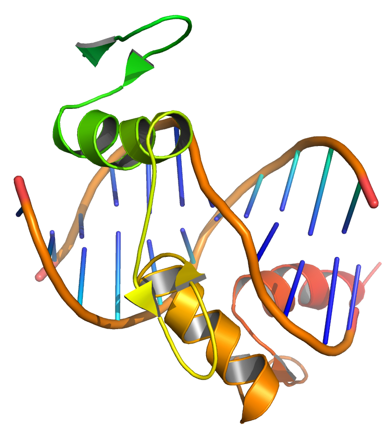 Transcription factors bind to DNA, influencing the transcription of associated genes. Based on atomic coordinates of PDB 1A1L, rendered with open source molecular visualization tool PyMol.