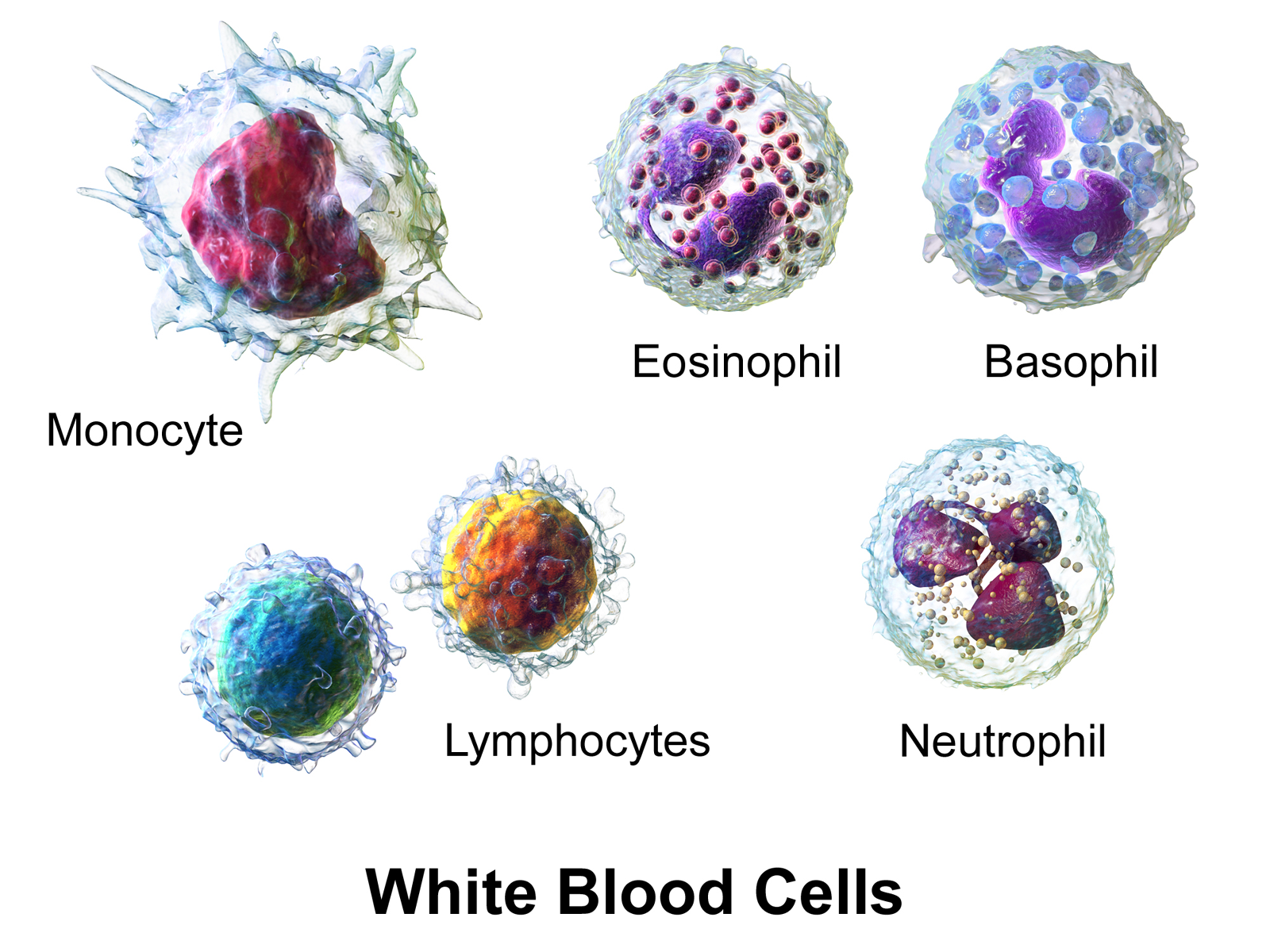Major types of white blood cells.