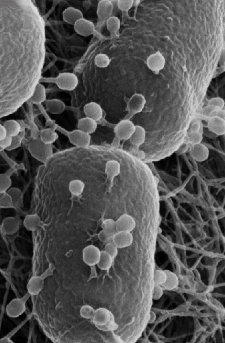 Helium ion microscopy image showing T4 phage infecting Escherichia coli . Some of the attached phage have contracted tails indicating that they have injected their DNA into the host. The bacterial cells are ~ 0.5 µm wide.