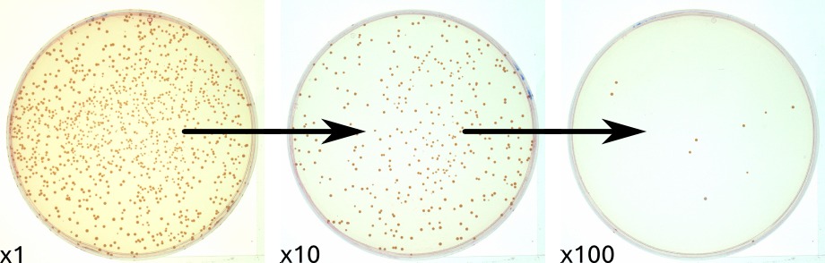 A solution of bacteria at an unknown concentration is often serially diluted in order to obtain at least one plate with a countable number of bacteria. In this figure, the “x10” plate is suitable for counting.