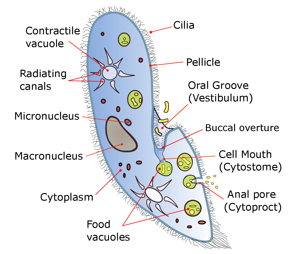 Diagram of the ciliate Paramecium