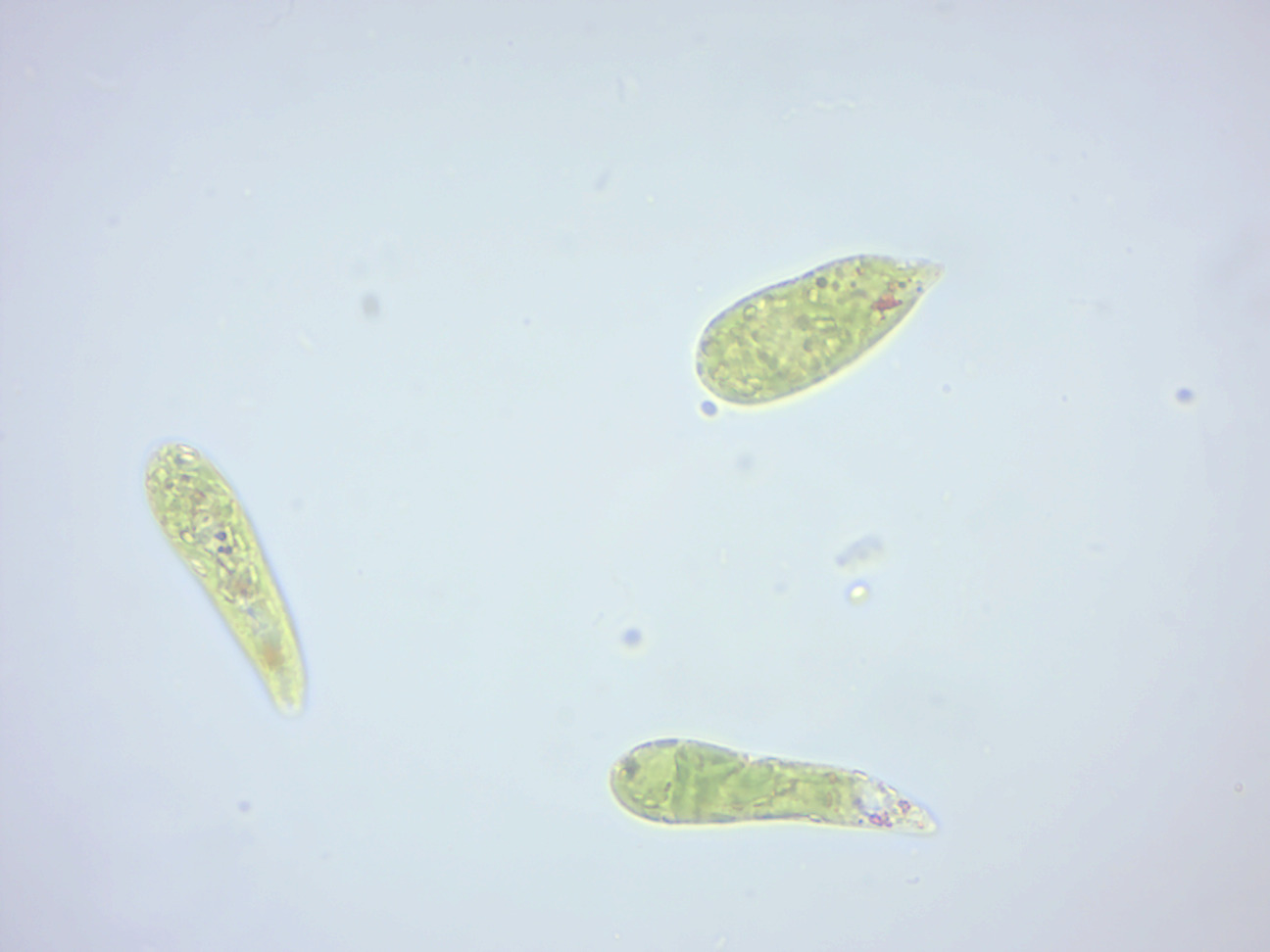 Euglena.