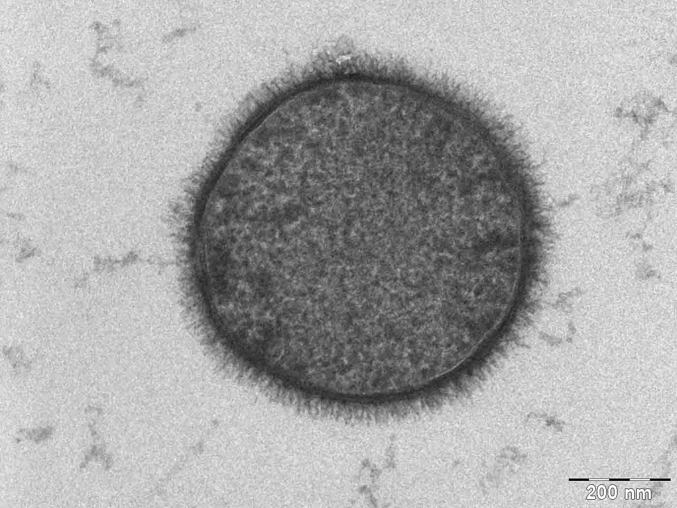 The Bacterium Bacillus subtilis taken with a Tecnai T-12 TEM. The scale bar is 200 nm. Taken by Allon Weiner, The Weizmann Institute of Science, Rehovot, Israel. 2006.