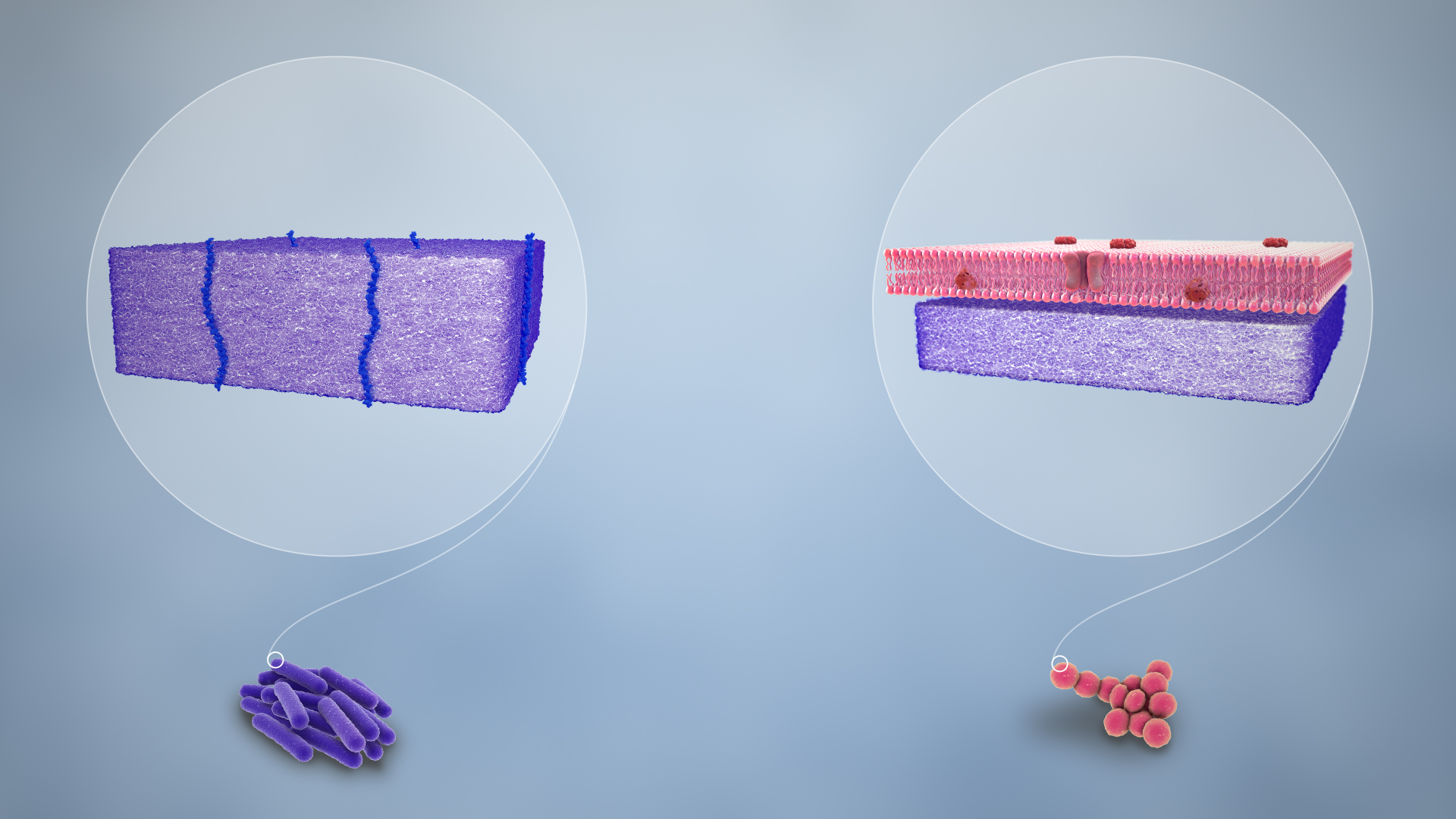 Cell Wall Characteristics of Gram-Positive and Gram-Negative Bacteria