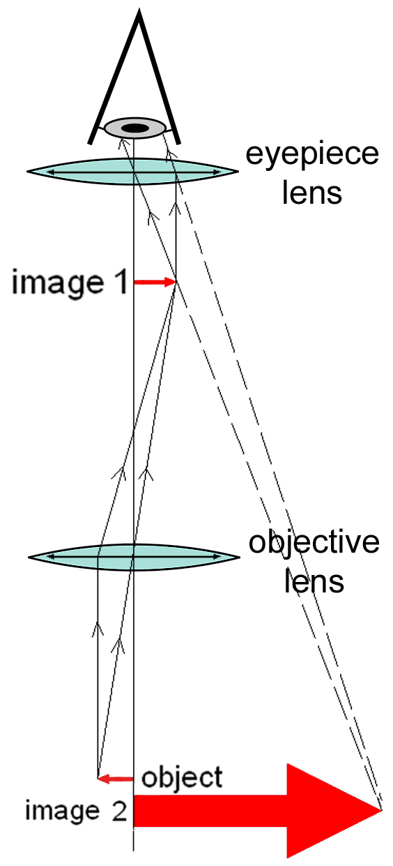 Diagram of a compound microscope.