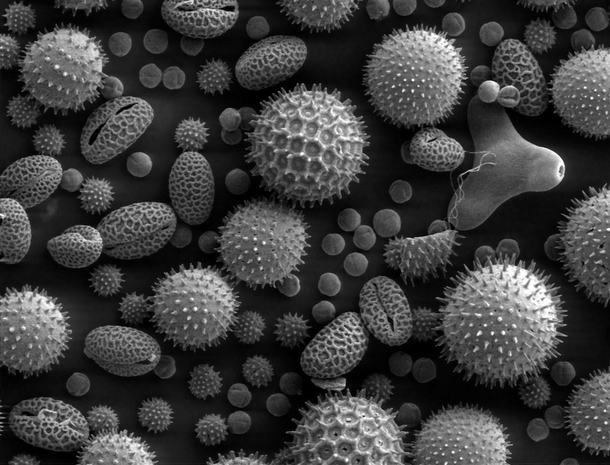 Image of pollen grains taken on a SEM shows the characteristic depth of field of SEM micrographs Pollen from a variety of common plants: sunflower (Helianthus annuus, small spiky sphericals), morning glory (Ipomoea purpurea, big sphericals with hexagonal cavities), hollyhock (Sildalcea malviflora, big spiky sphericals), lily (Lilium auratum, bean shaped), primrose (Oenothera fruticosa, tripod shaped) and castor bean (Ricinus communis, small smooth sphericals). The image is magnified some x500, so the bean shaped grain in the bottom left corner is about 50 μm long.