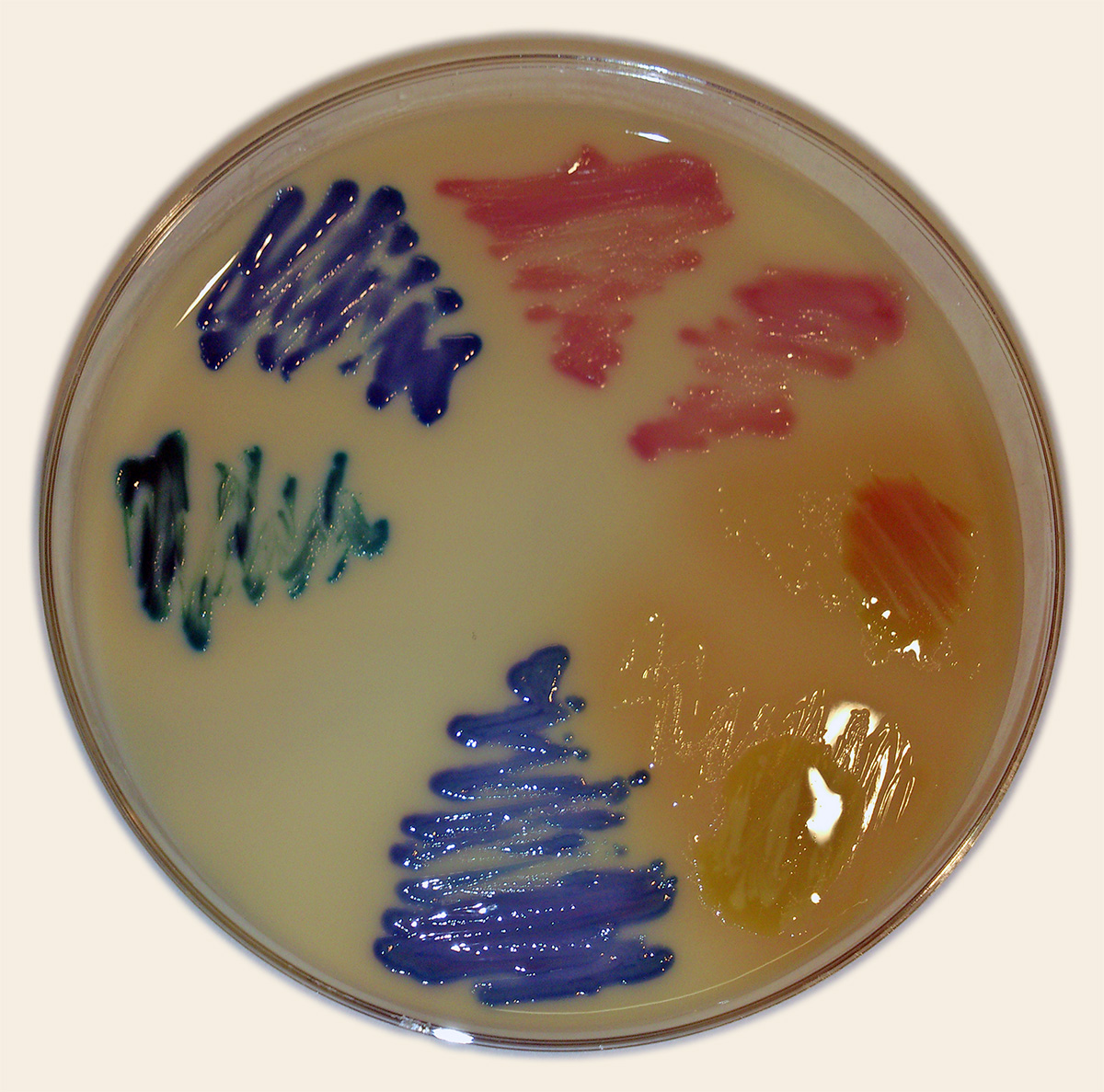 UTI Agar is a chromogenic medium for identification and differentiation of main microorganisms that cause urinary tract infections (UTIs). On the agar plate you can see the following colonies: Pink - E. coli; Blue-green/turquoise - Enterococcus spp.; Dark blue - Klebsiella spp.; Light brown with a red dot - Proteus mirabilis; Light brown - Proteus spp.