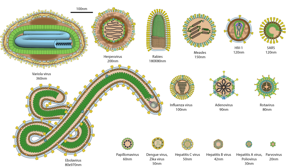 Virions of some of the most common human viruses with their relative size. Nucleic acids are not to scale. SARS stands as for SARS as for COVID-19, variola viruses for smallpox.