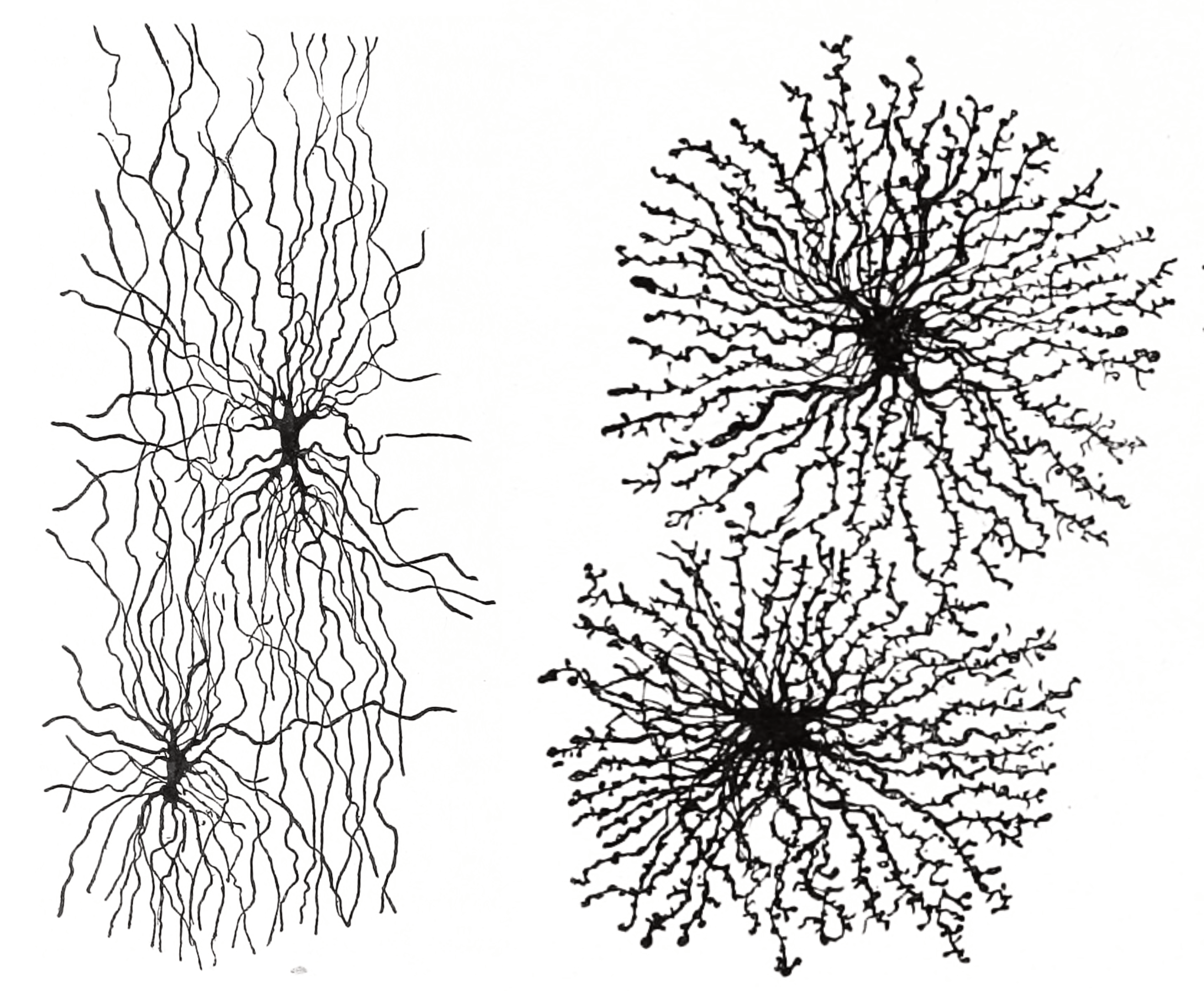 Astrocytes and oligodendrocytes are the major types of macroglia in the grey and white matter of the brain, respectively. Histologie du système nerveux de l’homme & des vertébrés, Tome Premier (1909) by Santiago Ramón y Cajal translated from Spanish by Dr. L. Azoulay.