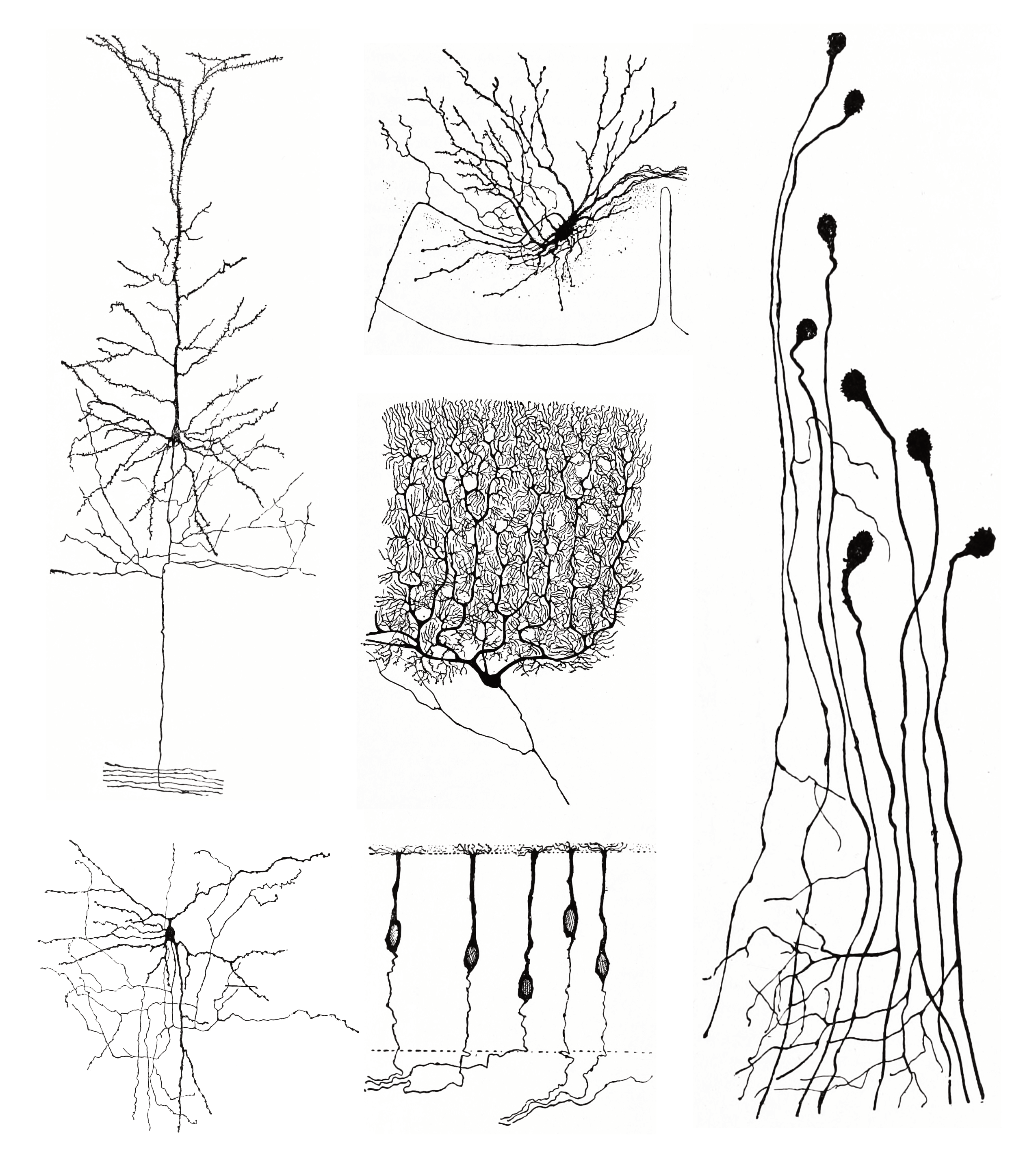 Morpholoigcally distinct types of neurons after Cajal. Histologie du système nerveux de l’homme & des vertébrés, Tome Premier (1909) by Santiago Ramón y Cajal translated from Spanish by Dr. L. Azoulay.