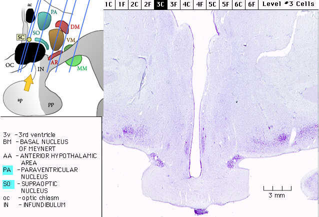 Sagittal section from The Human Brain Atlas at the Michigan State University Brain Biodiveristy Bank which acknowledges their support from the National Science Foundation.