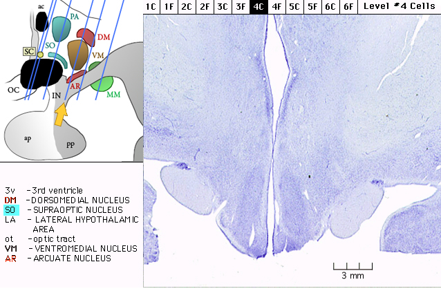 Sagittal section from The Human Brain Atlas at the Michigan State University Brain Biodiveristy Bank which acknowledges their support from the National Science Foundation.