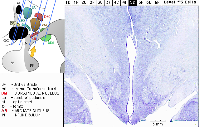 Sagittal section from The Human Brain Atlas at the Michigan State University Brain Biodiveristy Bank which acknowledges their support from the National Science Foundation.