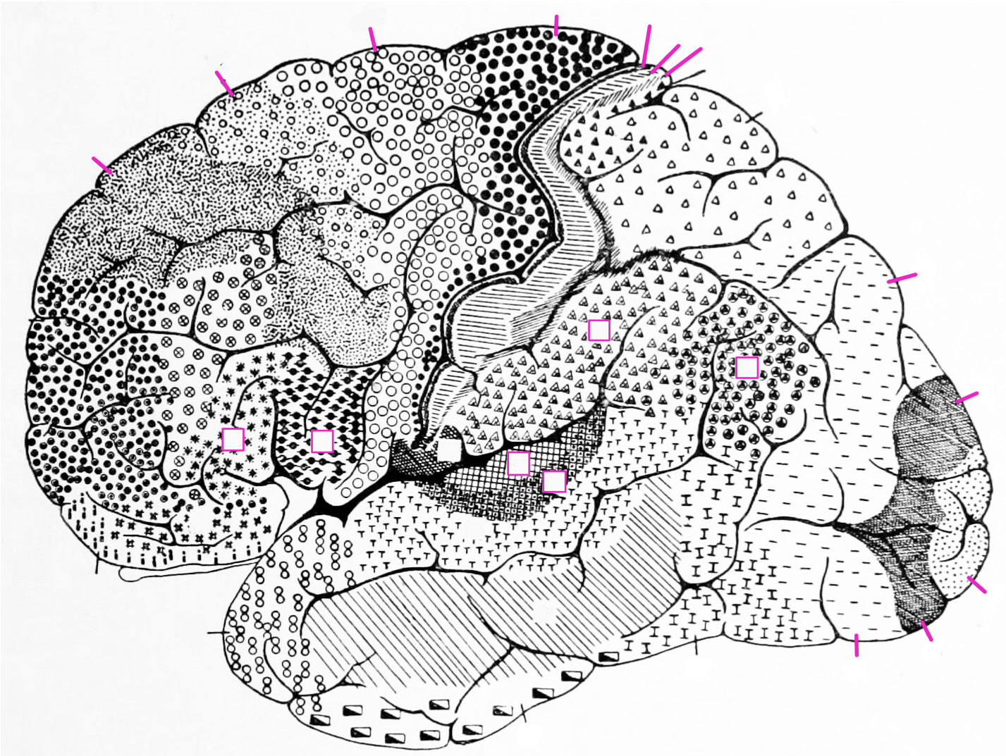 A lateral view of the cytoarchitectonic areas of the human brain according to Brodmann.