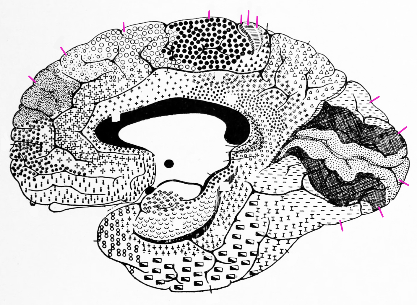 A medial view of the cytoarchitectonic areas of the human brain according to Brodmann.