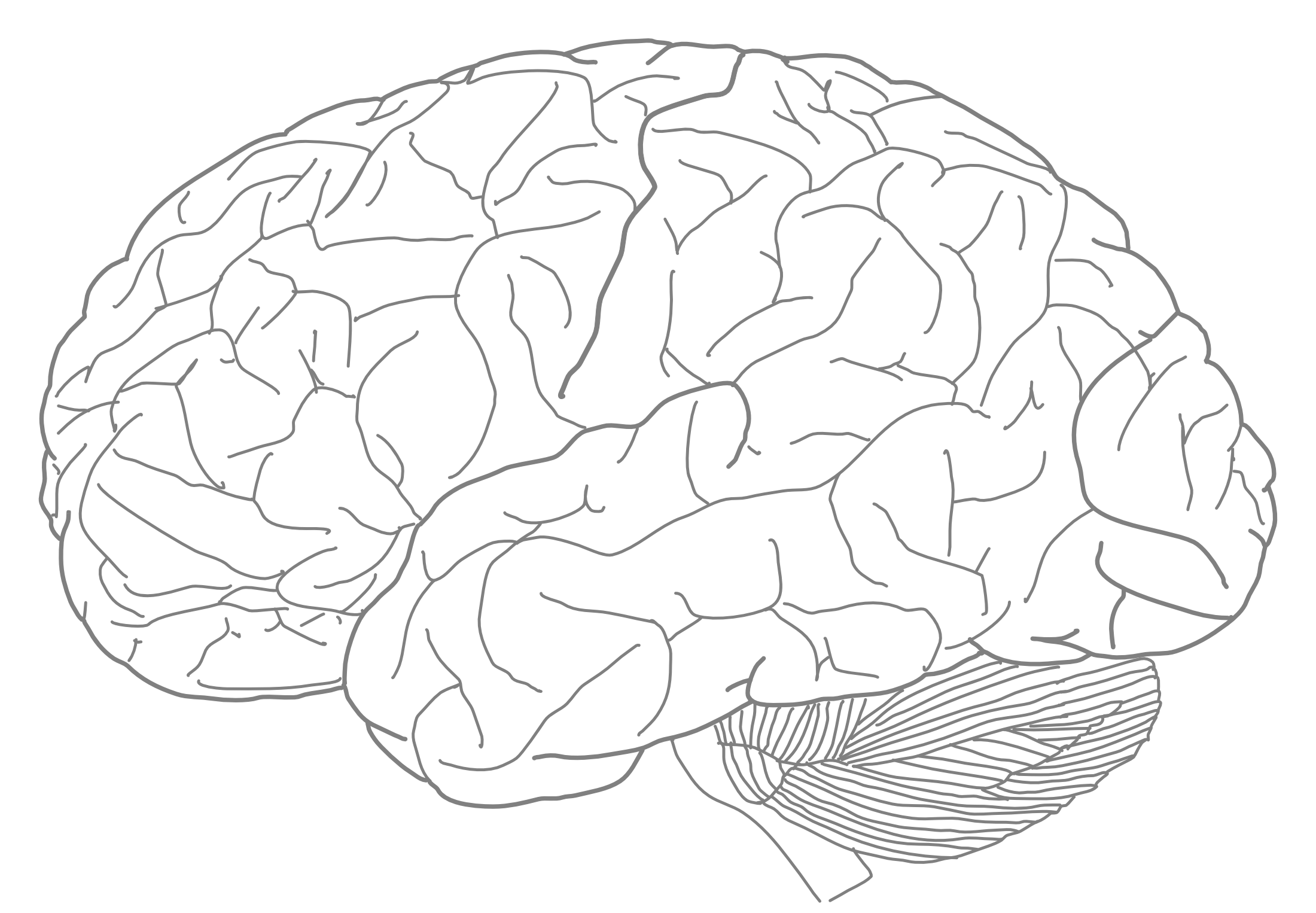 A lateral view of the major gyri of the human brain.