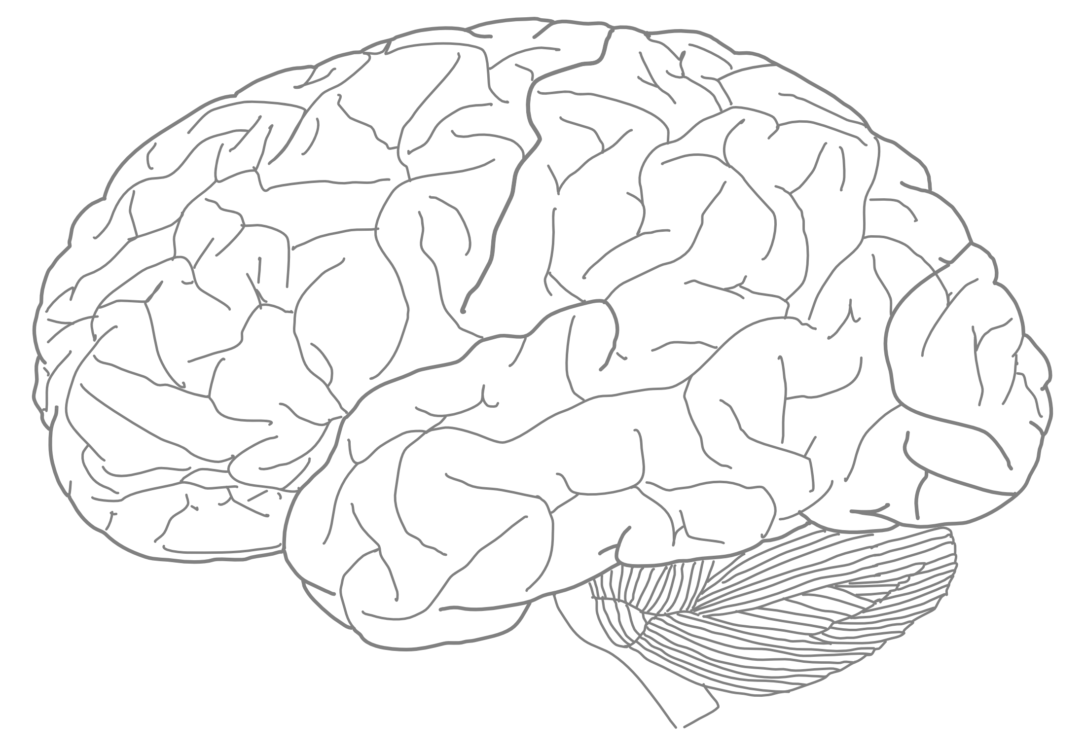 3 Surface Anatomy Of The Brain | Laboratory Manual For BIO400 ...