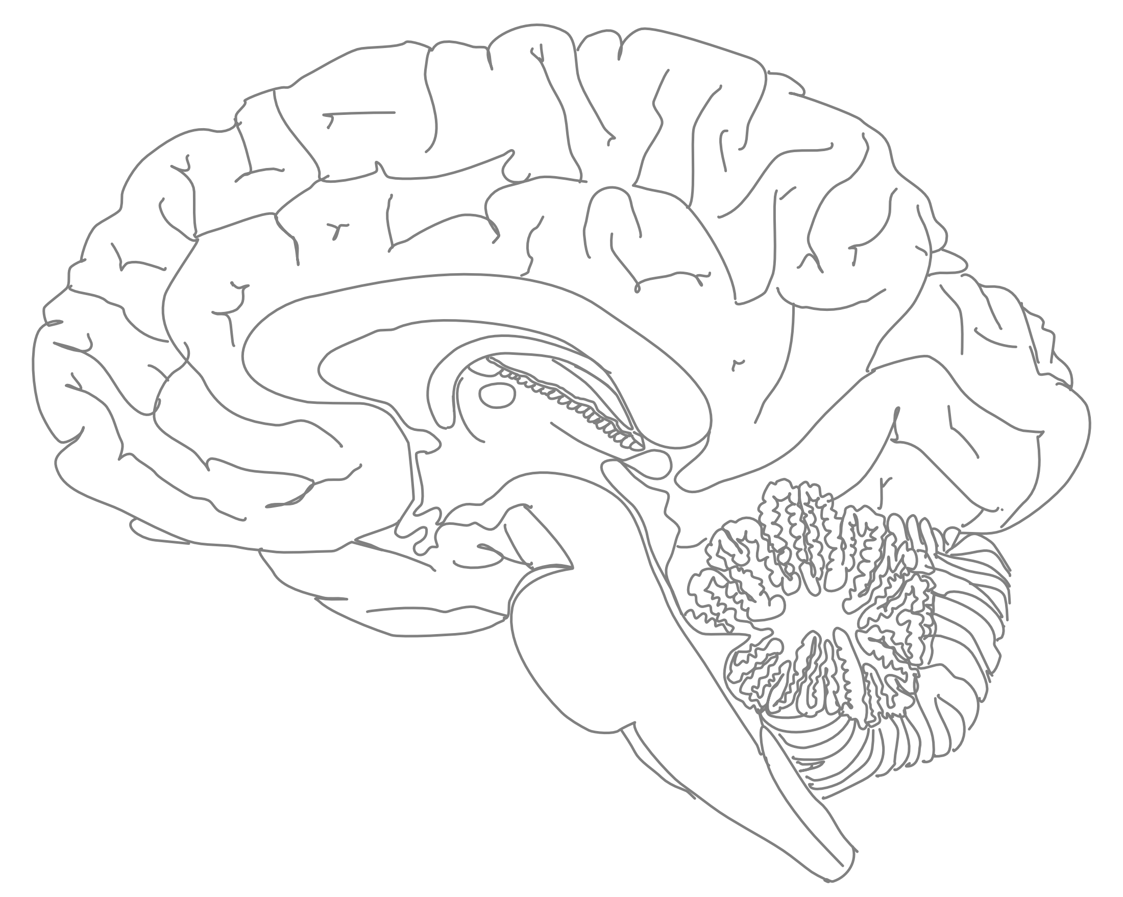 A medial view of the human brain (#1).